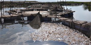 Yüzbinlerce Alabalık Telef Oldu