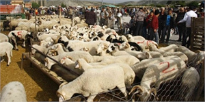 Aydın da Kurban Önlemleri Belirlendi