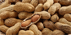 Ceyhan da Fıstık Hasadı Başladı