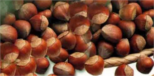 Fındıkta İhracat Değil Üretim Sorunu Yaşıyoruz