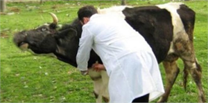 Kırıkkale de Hayvan Hastalık ve Zararlılarıyla Mücadele Çalışmaları