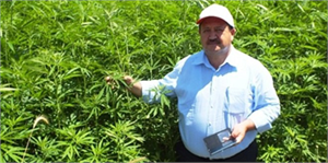 Samsun da İzinli Kenevir Üretimi Yapılıyor