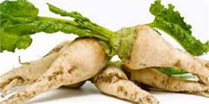 Karaman da Şeker Pancarı Alımları Başladı