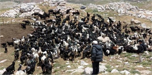 Sürü Yönetimi Kurs Eğitim Belgeleri Dağıtılacak