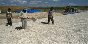 Yozgat ta Ayçiçek Hasadı Yapıldı