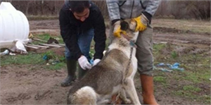 Kars ta Kuduz Karantinası