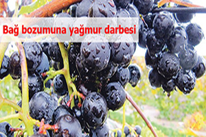 Bağ bozumuna yağmur darbesi