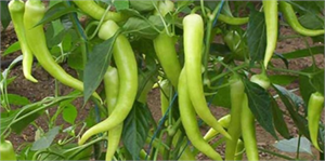 Biber Üreticisini Üzdü