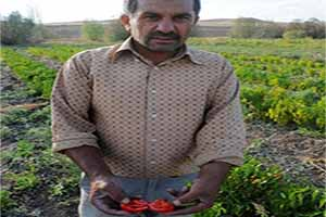 Yozgat ta Çiftçi Yerli Tohuma Yöneldi