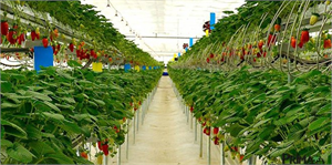 Topraksız Tarımla Gelirlerini 8 e Katladılar