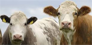 Hayvancılık sektöründe taşıma suyla değirmen dönmüyor