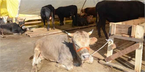 İstanbul da Kurbanlıklar Satışa Hazır