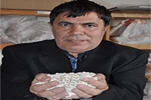 Samsun da Kuraklığa Dayanıklı Fasulye Geliştiriliyor