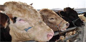 2014 Yılı Kurban Hizmetleri Komisyonu Toplandı