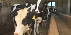 Kurbanlıklar İçin Alo Küpe Hattı