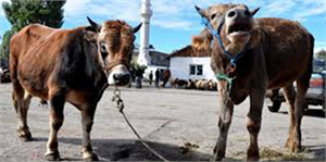 Kurbanlıkların 111 Bini Afyonkarahisar dan