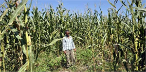 Malatya da Yaban Domuzları Ekili Alanlara Zarar Veriyor