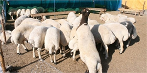 Osmaniye de Kurbanlık Fiyatları Belirlendi