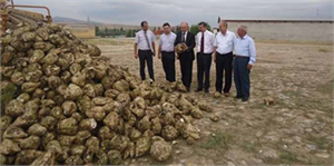 Şeker Pancarı Alımlarına Başlandı