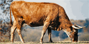 Sığır Çiçeği İlçeyi Karantinaya Aldırdı