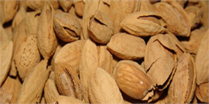 Silifke de Kabuklu Badem Hasadı Başladı