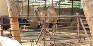 Sınırda Deve Ele Geçirildi