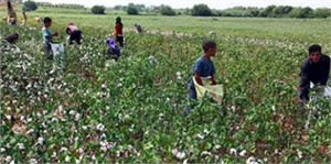 Söke de Pamuk Toplama Fiyatlarını Açıkladı