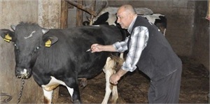 Sonbahar Dönemi Şap Aşılama Kampanyası Başladı