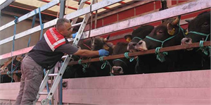 Kurbanlık Hayvan Sevkiyatına Sıkı Denetim