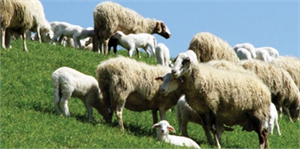 Tunus ta Küçükbaş Hayvancılığa Destek