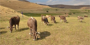 Yüksekova da Hayvancılık Gelişiyor