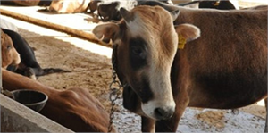 Yalova da İnternetten Kurbanlık Satışı