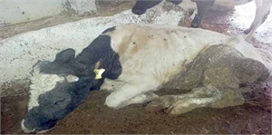 Kahramanmaraş taki Çiçek Hastalığı Karantinası