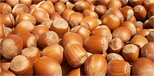 Fındık altın yılını yaşıyor