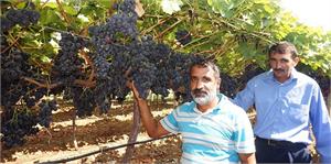 GAP lı Çiftçiler Sarıgöl Üzüm Bağlarında İncelemede Bulundu