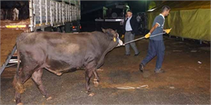 İlk Kurbanlıklar İstanbul a Giriş Yaptı