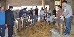 Ulubey de Kayın Mantarı Yetiştirilecek