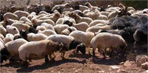 Gaziantep te Küçükbaş Hayvan Kaçakçılığı