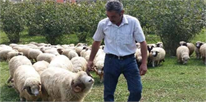 Kumru da Hayvancılığa Destek