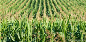 Domuzlar Mısır Tarlasına Zarar Verdi