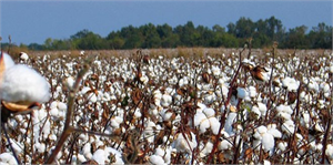 Tekstil Atıklarından Pamuk Üretiliyor