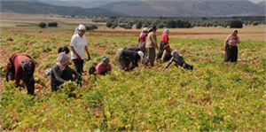 Tunceli de Organik Fasulye Hasadı