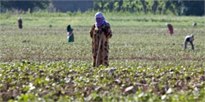 Kadınlara Tarımı Öğretemezsek Tarımda Verimliliği Yakalayamayız