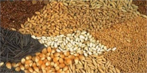 Yağlı Tohumlu Bitkiler Hububat ve Baklagillerde Fark Ödemeleri