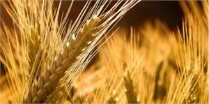 AYB den Kırsal Kalkınmaya 100 Milyon Avroluk Destek