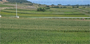 Bafra Ovası nda Silajlık Mısır Ekiminde Düşüş