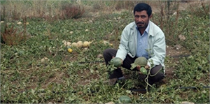 Ceviz Büyüklüğündeki Dolu Tarım Alanlarına Zarar Verdi