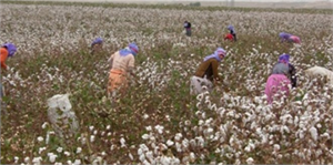 Çineli Çiftçilere Pamuk Hasadı Günü Daveti