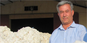 Çukobirlik Araban Şubesi Pamuk Alımına Başladı