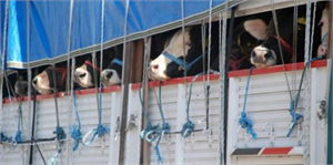 Doğu dan kurbanlık sevkıyatı hızlandı